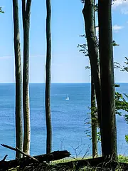 Bild - Eine Gruppe schlanker Bäume rahmt den Blick auf ein ruhiges, blaues Meer. In der Ferne segelt ein kleines Boot über die Wasseroberfläche, während der Himmel leicht bewölkt ist. Die Szene vermittelt einen friedlichen und natürlichen Eindruck.