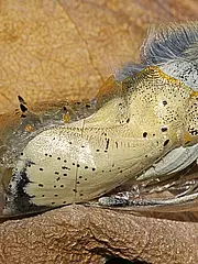 Bild - 07-14-Schmetterlingspuppe.tif