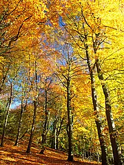 Bild - Buchenwald_im_Herbst.jpg