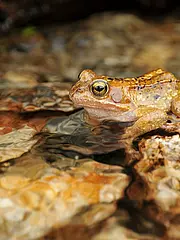 Bild - 07-15-springfrosch.tif
