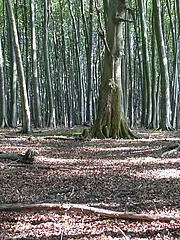 Bild - blick-in-den-welterbe-wald.tif
