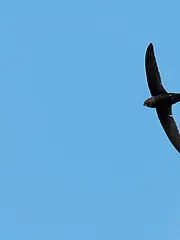 Bild - 09_05.tif