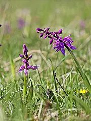 Bild - Mai-03-Orchideenteppich.tif