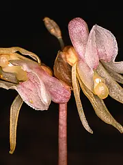 Bild - 07-18-widerbart-orchidee.tif