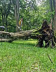 Eine Person in gelbem Jacket steht auf einem umgestürzten Baumstamm in einem grünen Wald. Umgeben von hohen Bäumen und dichtem Laub, balanciert die Person vorsichtig. Der Boden ist mit Gras und kleinen Pflanzen bedeckt.