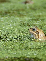 Bild - 0328-maerz-springfrosch.tif