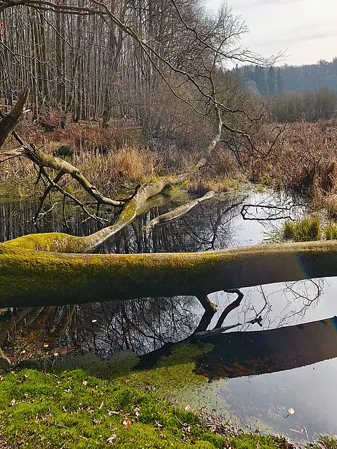 Ein ruhiger, natürlicher Ort mit einem stillen Gewässer im Vordergrund. Ein umgestürzter Baum liegt auf dem Boden, teilweise mit Moos bedeckt. Im Hintergrund sind kahle Bäume und strauchartige Vegetation zu sehen, die die Atmosphäre eines ruhigen Waldes vermitteln.