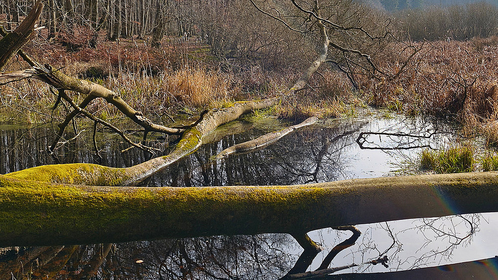 Ein ruhiger, natürlicher Ort mit einem stillen Gewässer im Vordergrund. Ein umgestürzter Baum liegt auf dem Boden, teilweise mit Moos bedeckt. Im Hintergrund sind kahle Bäume und strauchartige Vegetation zu sehen, die die Atmosphäre eines ruhigen Waldes vermitteln.