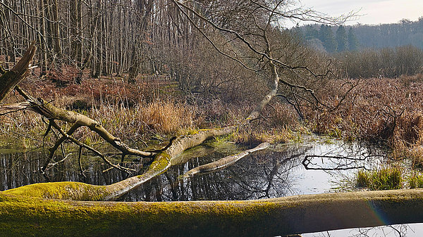 Ein ruhiger, natürlicher Ort mit einem stillen Gewässer im Vordergrund. Ein umgestürzter Baum liegt auf dem Boden, teilweise mit Moos bedeckt. Im Hintergrund sind kahle Bäume und strauchartige Vegetation zu sehen, die die Atmosphäre eines ruhigen Waldes vermitteln.