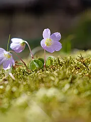 Bild - DSCF9037.jpg