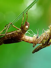 Bild - 06-02-schluepfende-libelle.tif