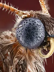 Bild - 12_03-okap-frostspanner.tif