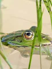 Bild - 06-11-teichfrosch.tif