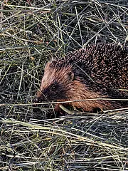 Bild - 04_24-Igel.tif