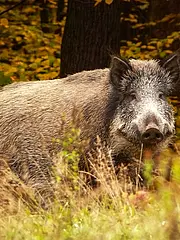 Bild - 11_04-wildschwein.tif