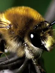 Bild - 02_28-baggiovara-hummel-und-bienen.tif