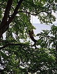 Eine Person schwingt an einem Seil von einem Baum, umgeben von grünen Blättern. Im Hintergrund ist ein Gewässer sichtbar, das sich unter einem bewölkten Himmel erstreckt.