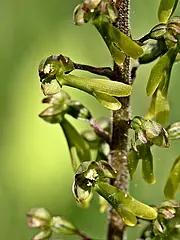 Bild - Mai-10-Grosses-Zweiblatt.tif