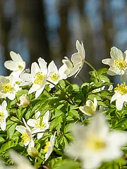 Bild - 22_event-wanderung-fr.tif