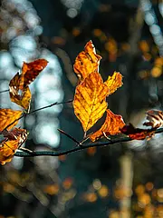 Bild - Buchenblaetter_im_Herbst.jpg