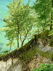 Bild - Kliffhangwald_03.jpg
