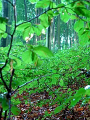 Bild - 08_09.tif