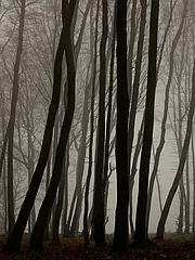 Bild - Buchenwald_im_Nebel.jpg