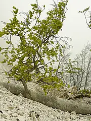Bild - Strand_mit_Abbruch_im_Nebel.jpg