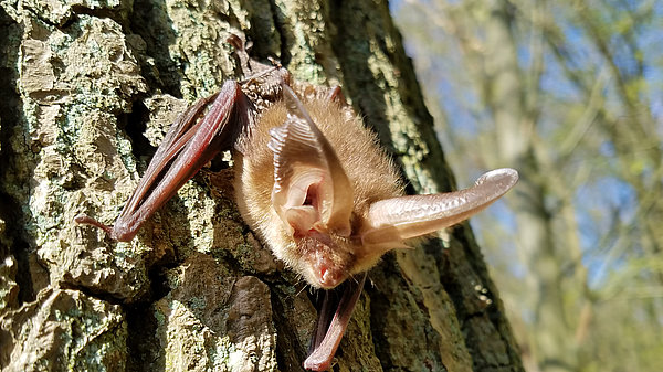 Eine Fledermaus hängt kopfunter an einem Baumstamm. Ihr Fell ist hellbraun und ihre großen, flügelartigen Ohren sind gut sichtbar. Der Hintergrund zeigt einen blauen Himmel und unscharfe Baumstämme, die die natürliche Umgebung verdeutlichen.