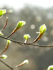 Bild - jasmund-alte-buchenwaelder-02.jpg