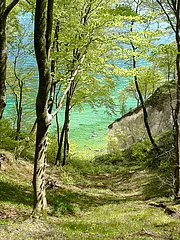 Bild - Kliffhangwald.jpg