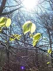 Bild - 0317-maerz-waermende-sonne-blattaustrieb.tif