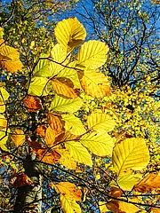 Bild - Herbstlaub_01.jpg