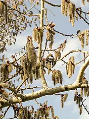 Bild - 04_21-pappel-pollenkaetzchen.tif