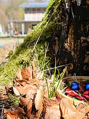 Bild - Ein Korb mit bunten, metallisch glänzenden Eiern liegt in trockenen Blättern am Fuß eines Baumes. Die Umgebung ist von Wald und Wiese geprägt, mit vereinzelten Gräsern und Moos. Im Hintergrund ist eine Person in einem roten Mantel zu sehen, die spaziert.