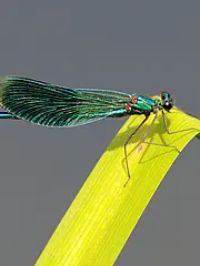 Bild - 06-29-Prachtlibelle.tif