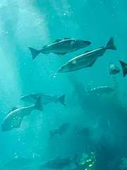 Bild - 11_26-seelachs.tif