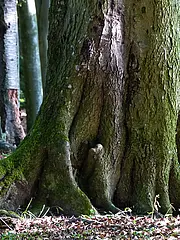 Bild - stammfuss-welterbe-buche.tif