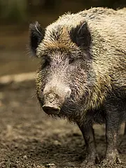 Bild - 12_15-pm-lightpoet-wildschwein.tif