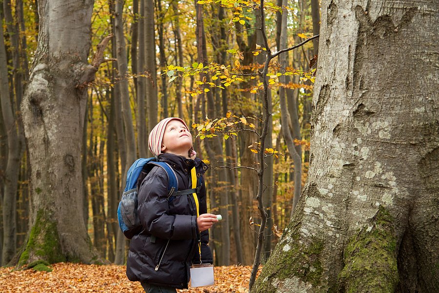 Ein Junge steht im Wald, schaut nach oben zu den Bäumen und betrachtet die herbstlichen Blätter. Er trägt einen Rucksack und hat eine kleine Kamera in der Hand. Die Landschaft um ihn herum ist von herabgefallenen Blättern in warmen Farbtönen geprägt.
