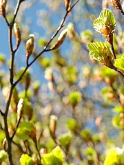 Bild - news_150423-blattaustrieb.tif