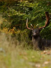 Bild - 09_11.tif