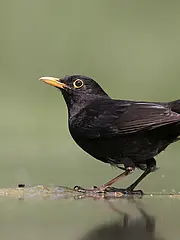 Bild - 0323-maerz-amsel.tif