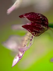Bild - Mai-02-Knabenkraut.tif
