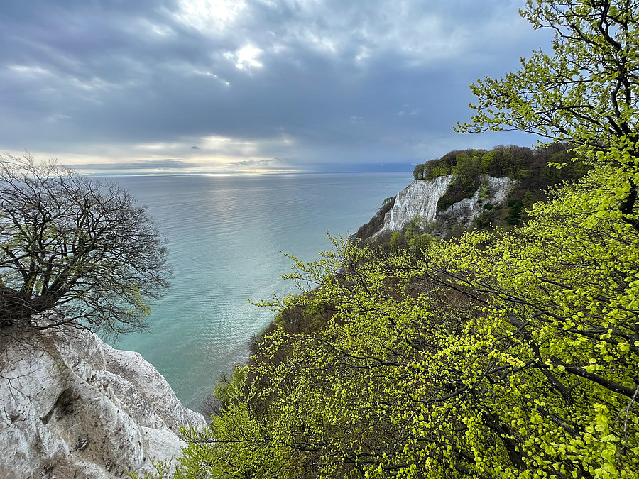 Ein Küstenblick mit steilen, weißen Klippen und einem ruhigen, glitzernden Wasser im Hintergrund. Die Landschaft ist von grünen Bäumen und Sträuchern geprägt, während der Himmel bewölkt und grau ist, was eine ruhige Stimmung vermittelt.