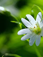 Bild - 04_03-echte_sternmiere.tif