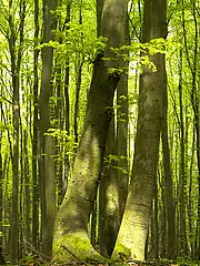 Bild - Ein dichter Wald mit hohen, schlanken Bäumen. Das Laub ist hellgrün und fröhlich, während Sonnenlicht durch die Blätter filtert und sanfte Schatten wirft. Der Boden ist mit Moos bedeckt, was eine ruhige, natürliche Atmosphäre schafft.