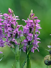 Bild - Mai-12-Kuckucksblume.tif
