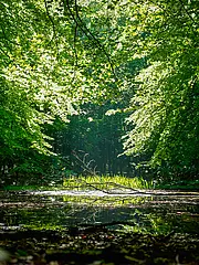 Bild - unesco-welterbe-so-buchen-hochwald-lichtschacht.jpg