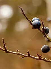 Bild - 09_28.tif